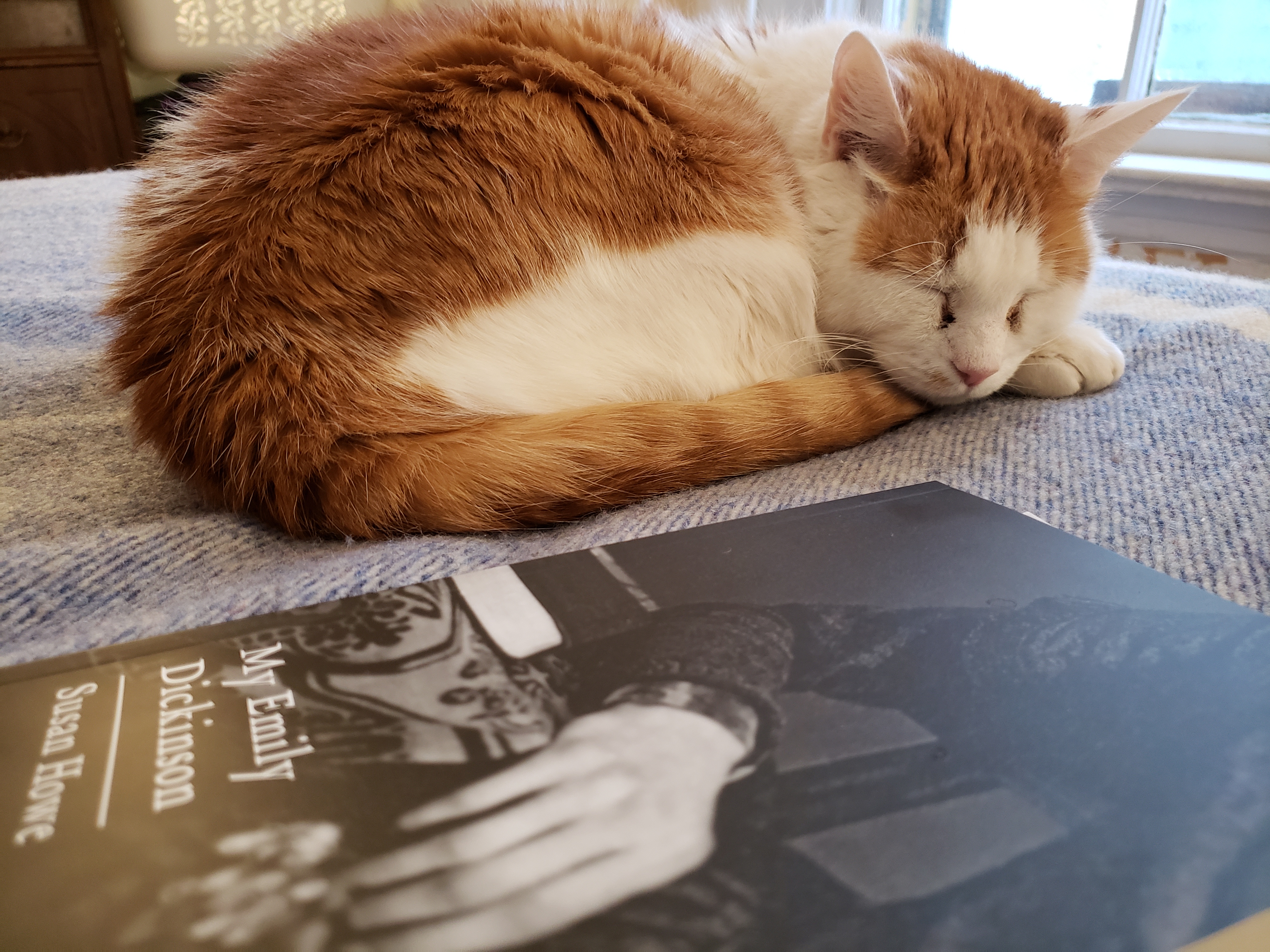 A ginger and white short-haired cat sleeps on a blue wool blanket. In the foreground is a closed copy of the book My Emily Dickinson by Susan Howe. The book cover features a cropped section from a black-and-white photo showing a woman's hands. The woman's right arm is resting on the edge of a table. The table is draped in a damask tablecloth. There is a closed, black-covered book on the table.