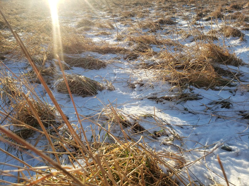 The frozen soccer field of a former school. The ground is lumpy with mounds of dry, yellowed grass. Each of the clumps rises up out of a thin layer of snow. The morning sun is low, and the grass clumps cast long blue shadows across the snow's surface, so the field is patterned with patches of gold, blue, and white. In the upper left corner if the image is a flare of light from the sun.