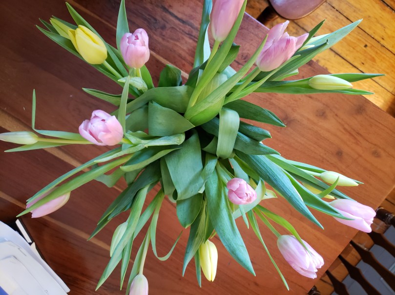 View from above of a vase of just-opened yellow and pink tulips on a wooden table.