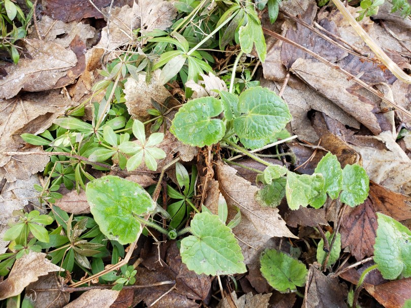 Some weary-looking leaves of Honesty and Sweet Woodruff peek though a mat of partially-decayed fallen maple leaves.
