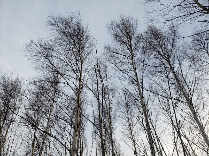 A stand of tall, slender, leafless birch trees against a pale winter sky.