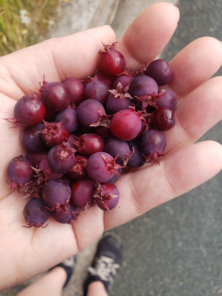 A photo of Andreae's left hand, in which is cupped a palmful of wine-red berries. At the bottom of the photo, Andreae's feet, which are shod in dusty black and white sneakers, are visible.