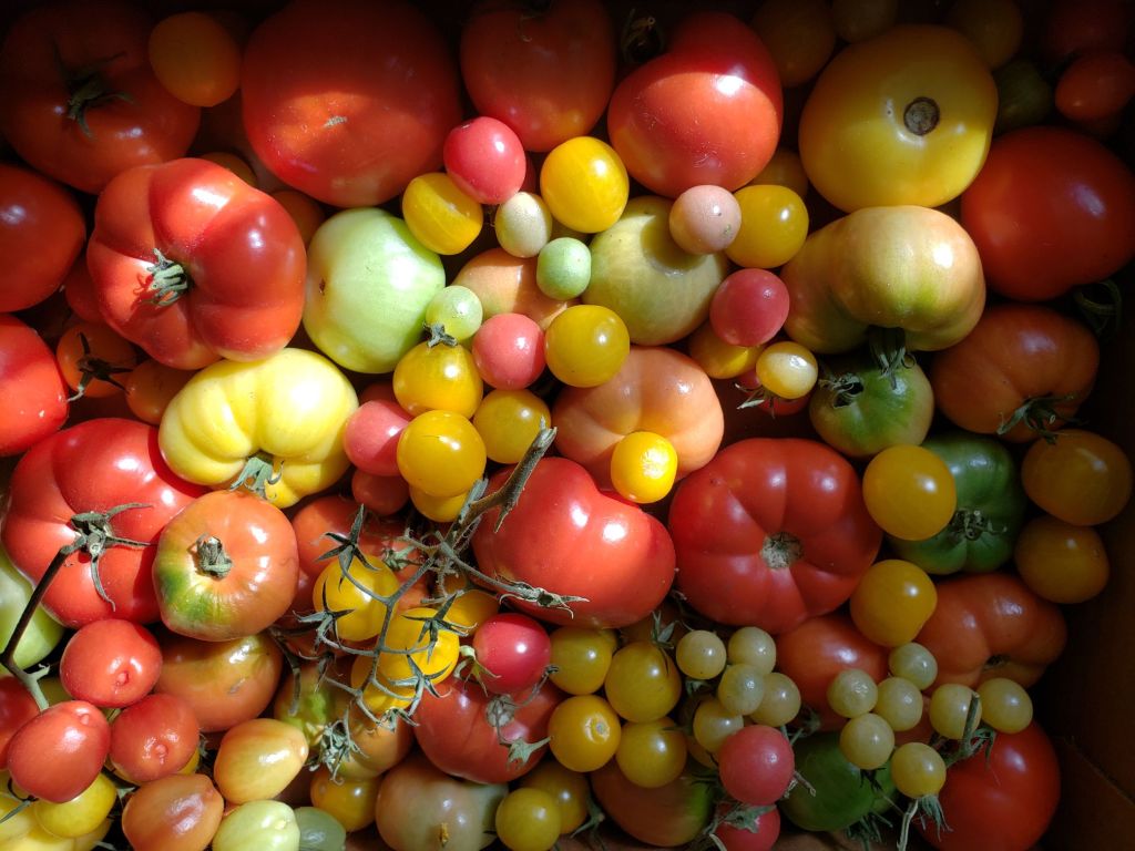 A variety of tomatoes of different sizes and degrees of ripeness. Some of the tomatoes are red, some are yellow, and others are pink. Some unripe ones are pale green. The sun is shining across them in a diagonal line from bottom left to top right. 