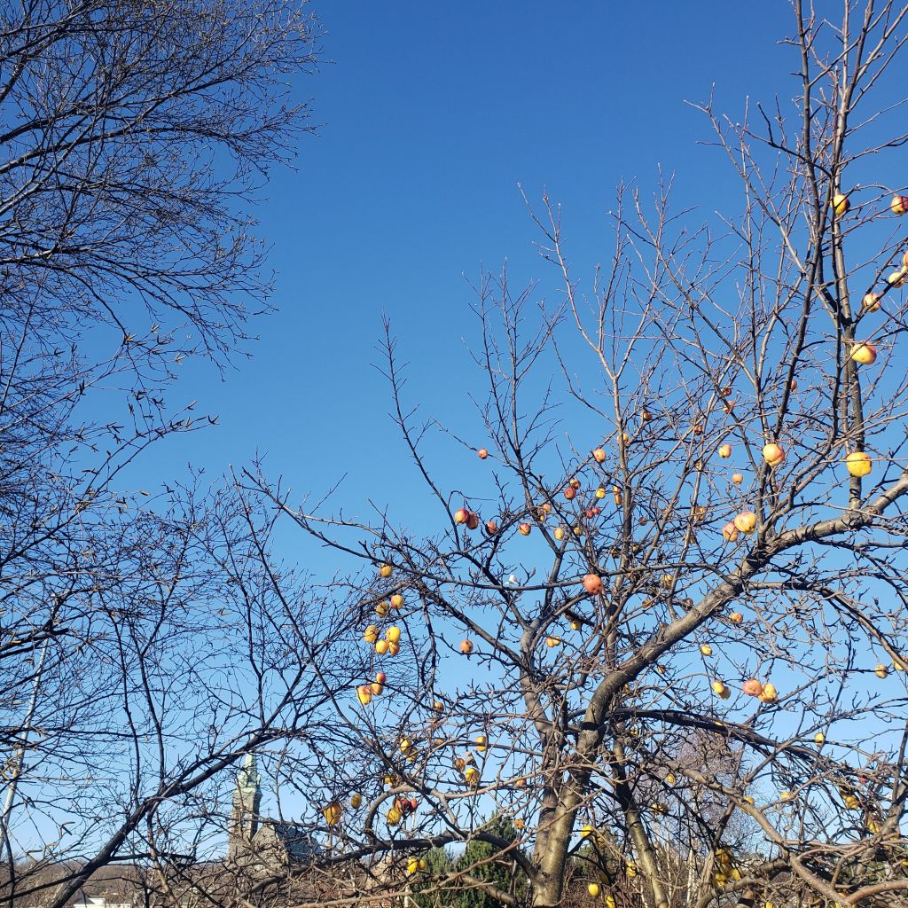 A leafless apple tree against a deep blue sky. The tree is baubled with red and gold apples. At the bottom left of the image, a distant church steeple is visible through the tangle of tree branches.