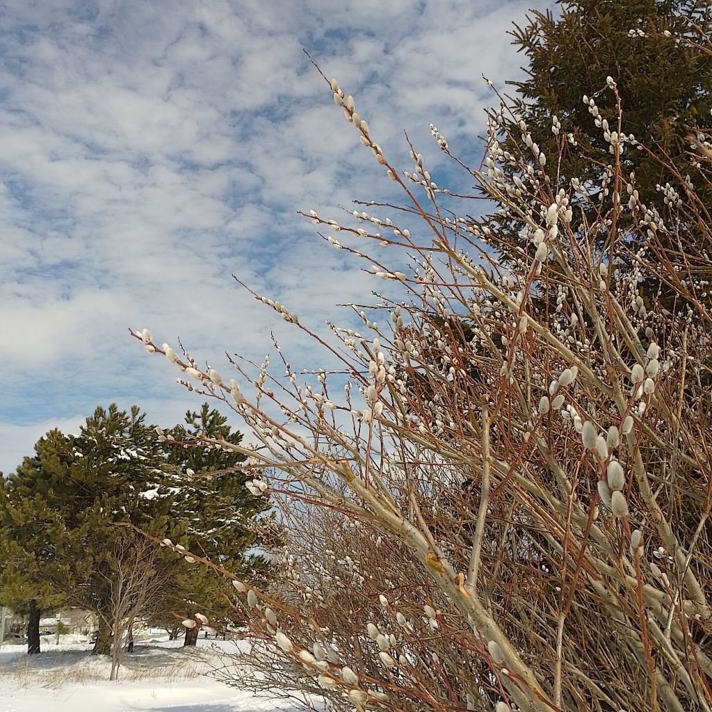 A spray of blooming pussywillow branches against a cloud-strewn blue sky. To the left, the pussywillow bush is flanked by a tall spruce tree. To the right and in the distance, a stand of pines. There is snow on the ground. 