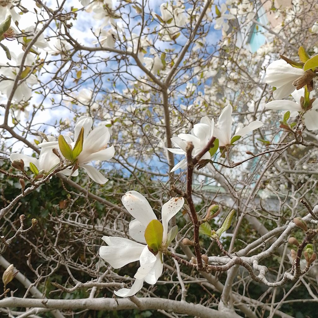 A white wisteria in flower. Blue sky is visible through the branches. 