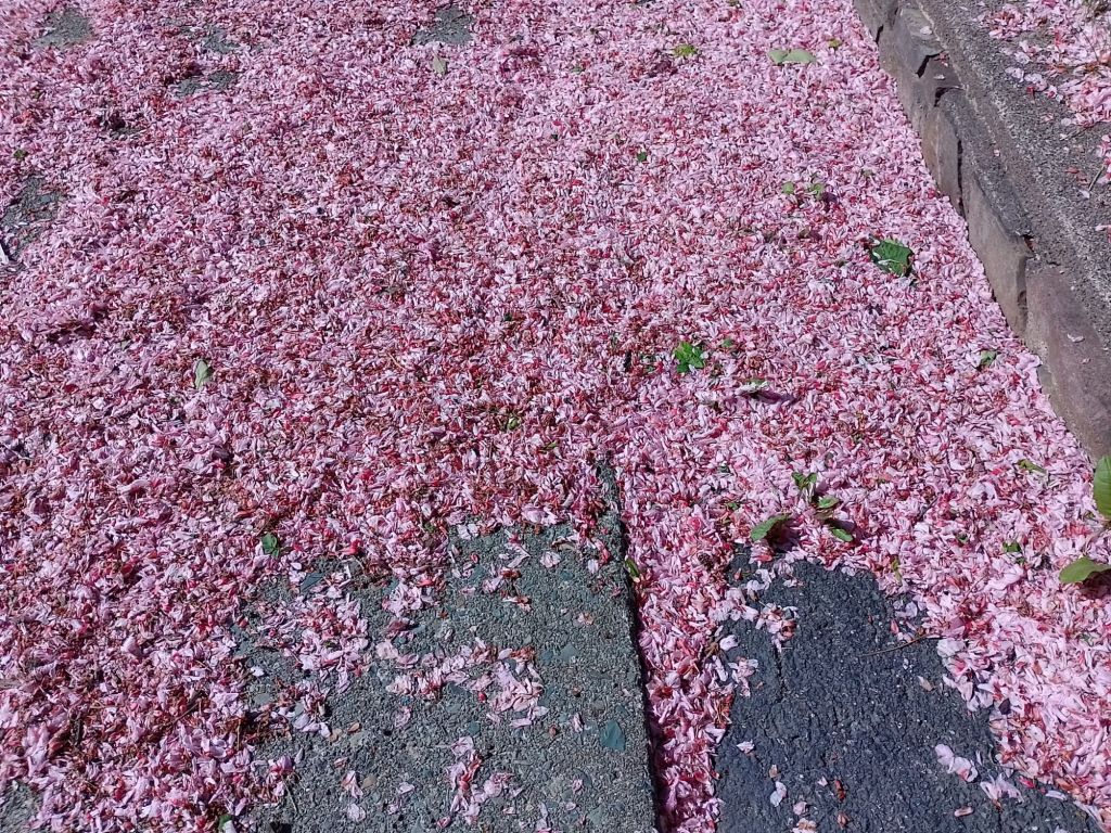 A sidewalk is littered with pink flower petals from a crabapple tree. 